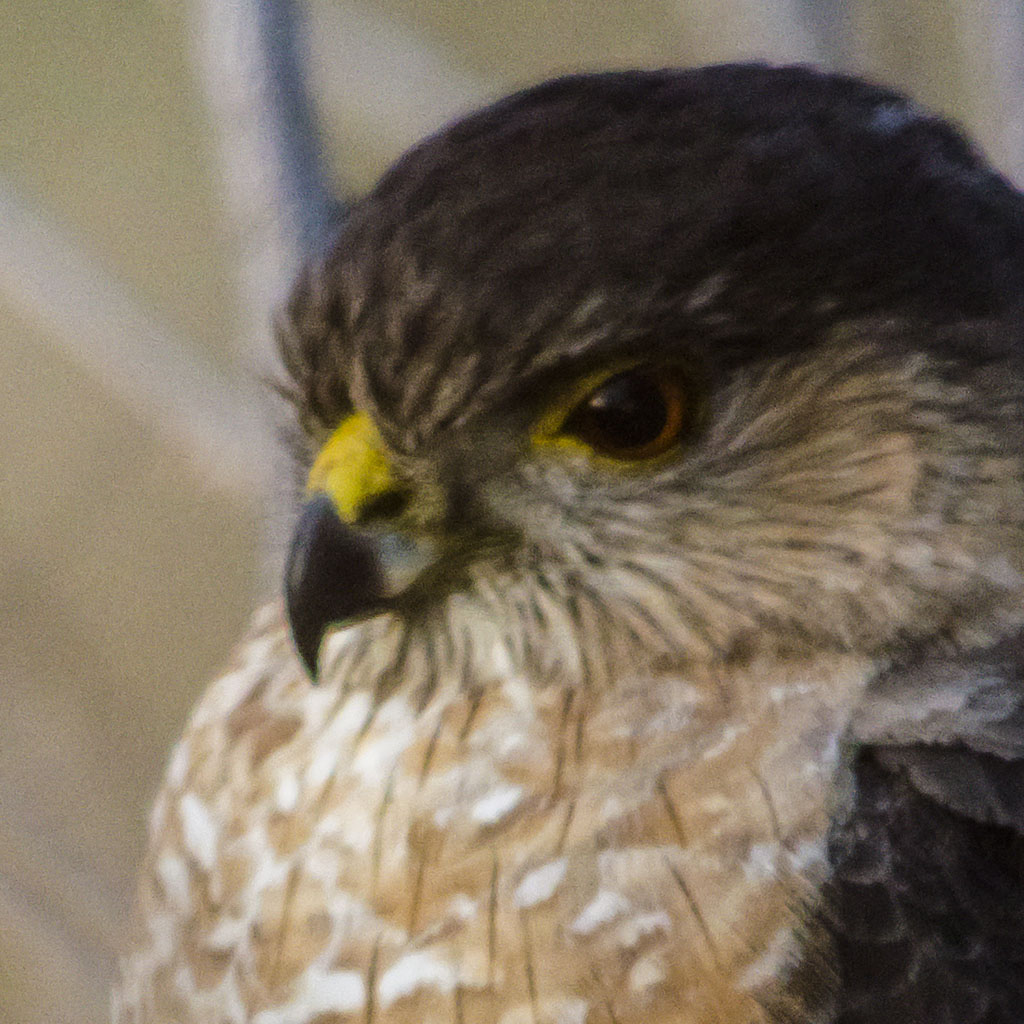 Eye of the Coopers Hawk 3400